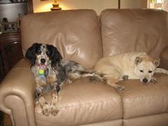 Belle & Sandy on loveseat 4-9-2011.JPG